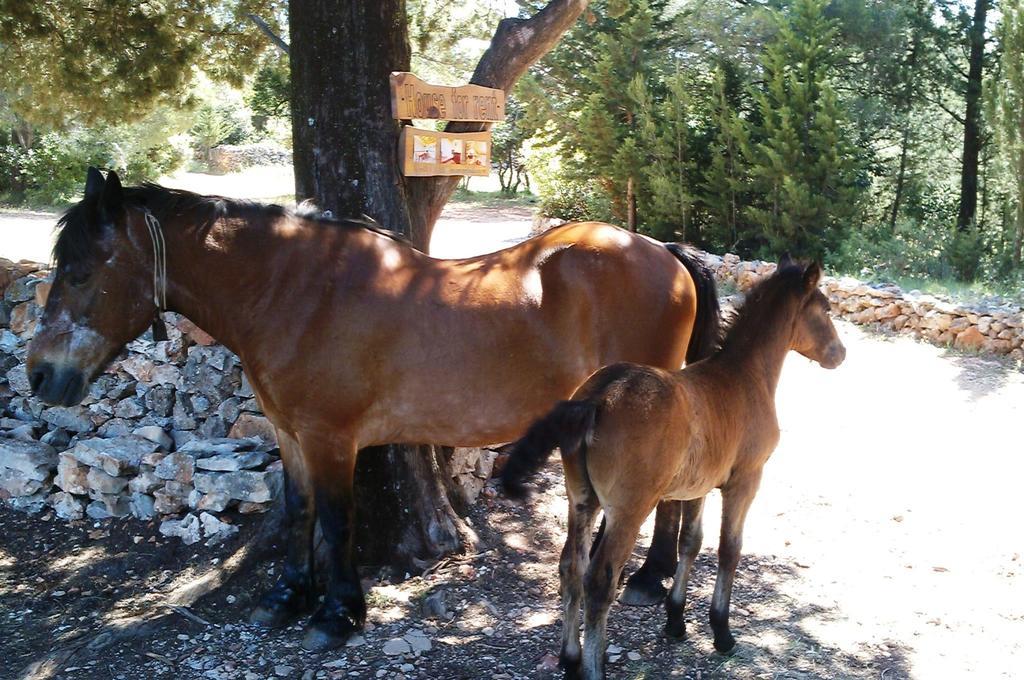 Villa Humac Hvar Poljica  المظهر الخارجي الصورة